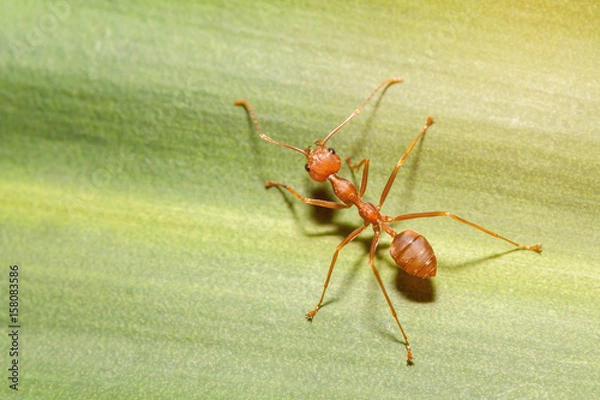 Fototapeta red ant
