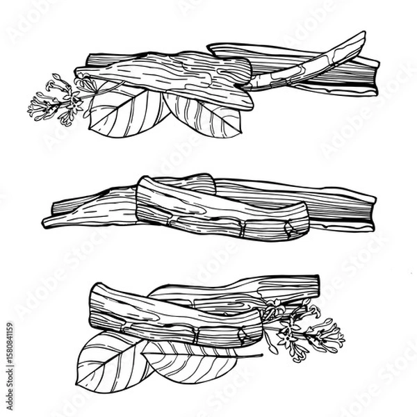 Fototapeta Hand-drawn Quinine bark tree (Cinchona officinalis). Vector sketch  illustration.