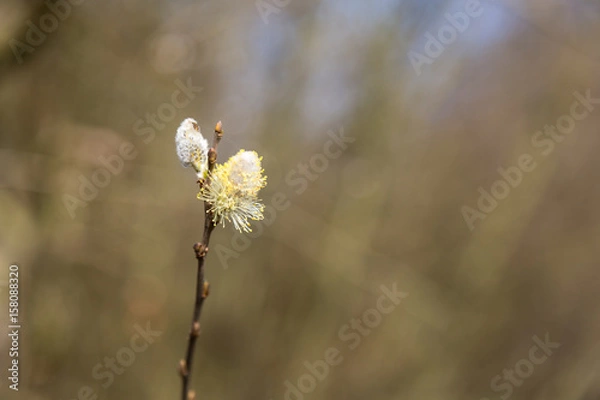 Obraz Willow blossoms