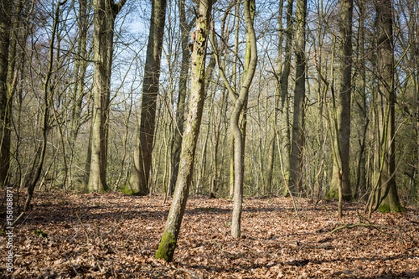 Obraz Forest early spring