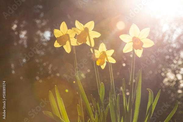 Obraz Daffodils backlit