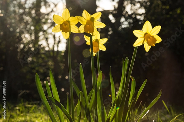 Obraz Daffodils