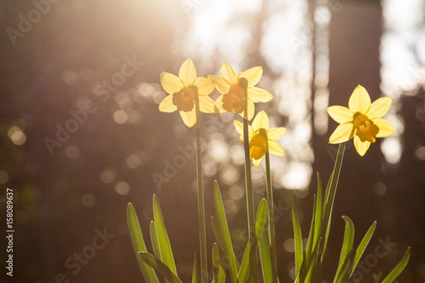 Obraz Daffodils backlit