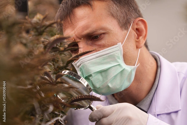 Fototapeta Doctors and scientists are studying the growth of cannabis leaves in a cannabis nursery.