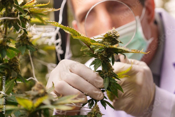 Fototapeta Close-up of doctors studying the growth of cannabis leaves in a cannabis plant nursery
