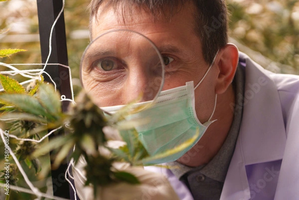 Fototapeta Close-up of doctors studying the growth of cannabis leaves in a cannabis plant nursery