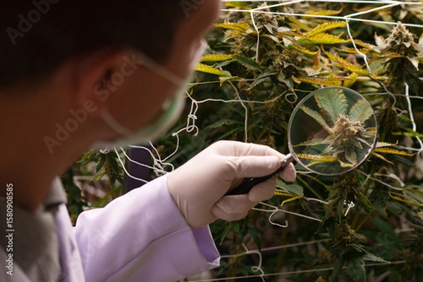 Fototapeta Close-up of a doctor's hand studying the growth of cannabis leaves in a cannabis nursery.