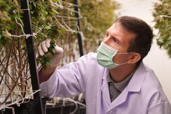 Fototapeta Close-up of doctors studying the growth of cannabis leaves in a cannabis plant nursery