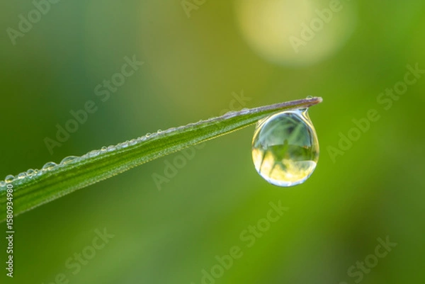 Obraz Macro detail photography of a drop of dew on a wild plant.Morning dew drops. Fresh green dewy grass.