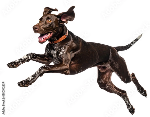 Fototapeta Energetic Pointer Running at Full Speed, Ears Flying, isolated on a transparent background.