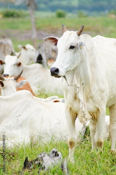 Fototapeta group of young cattle in pasture, some lying down, and one standing