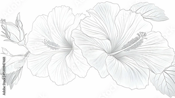 Fototapeta Monochromatic hibiscus illustration