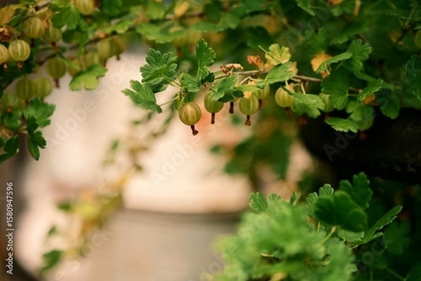 Fototapeta Branches with ripe gooseberries. Beautiful amber summer fruits. File 2