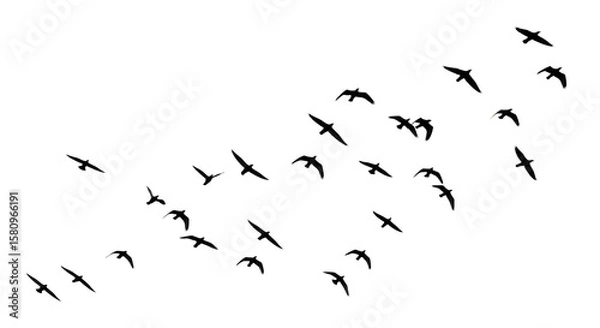Fototapeta Illustration of a dynamic flock of birds flying in silhouette isolated on transparent background, symbolizing freedom and migration