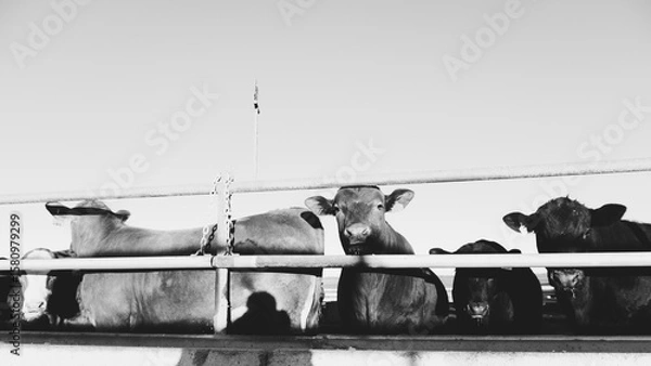 Fototapeta Feed lot for agriculture concept with cows in pen looking at camera, black and white cattle background.