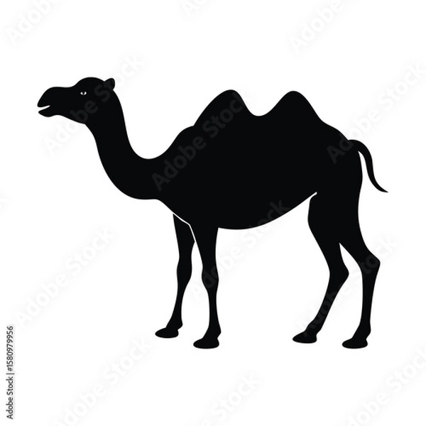 Fototapeta Simple silhouette shows a two humped bactrian camel on a transparent background