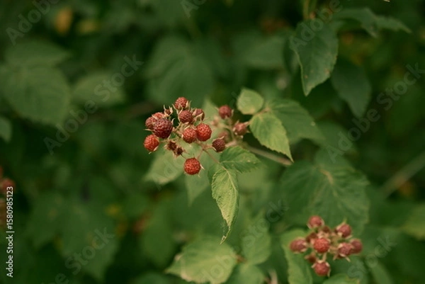 Fototapeta The beginning of summer and the anticipation of useful fruits. A raspberry bush. File 1