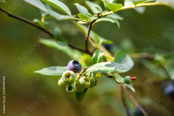 Obraz wild berries on a branch