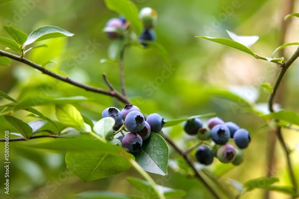 Obraz wild berries on a branch