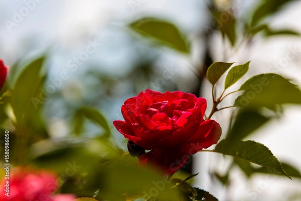 Obraz red rose in garden