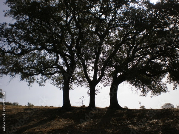 Fototapeta Three Trees