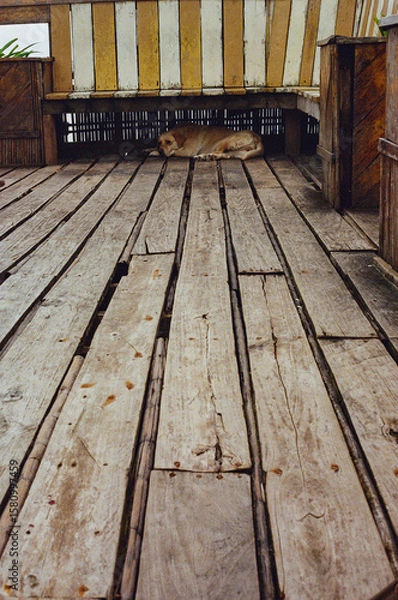 Fototapeta A serene scene featuring a dog lying under a bench placed on an aged wooden deck with rustic charm. The setting evokes a calm, tranquil, and warm feeling. Taken on 35mm film.