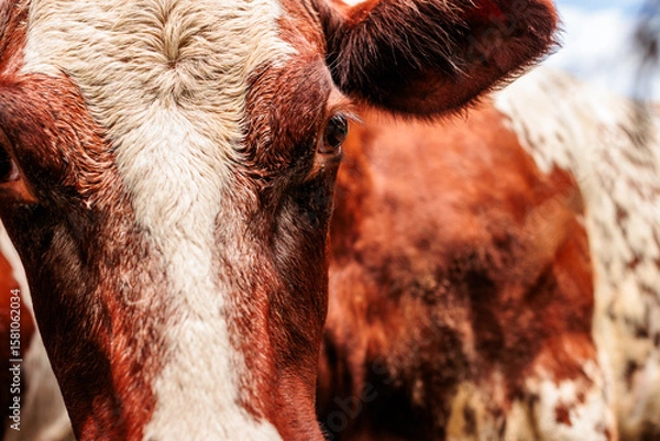 Fototapeta A close-up of the cow looking right at the camera at Old World Wisconsin on July 4th