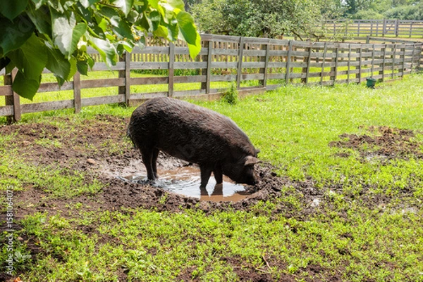 Fototapeta A large pig enjoying the mud hole with water on a hot July 4th at Old World Wisconsin near Eagle, Wisconsin