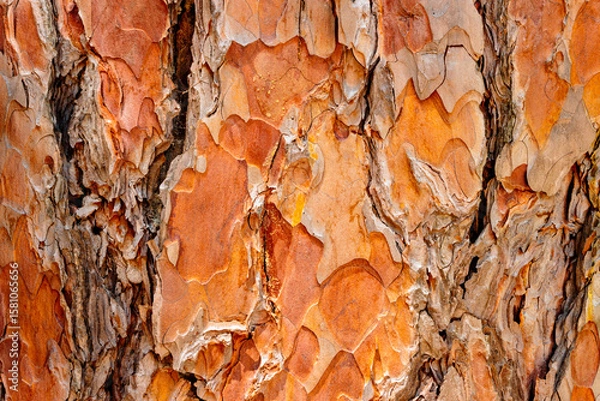 Fototapeta Close-up of red pine bark in early July near Trout Lake, Boulder Junction, Wisconsin