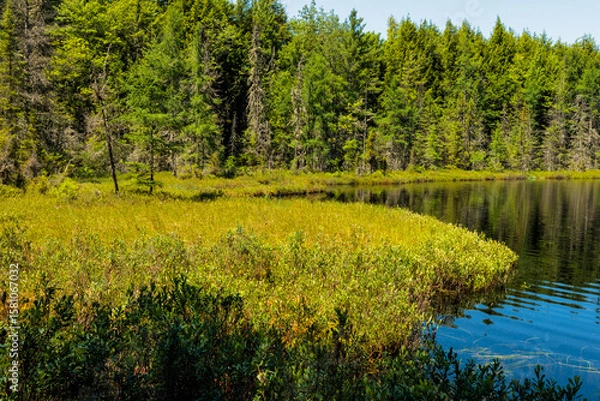 Fototapeta The bog shoreline in early July along Devils Lake shoreline near Boulder Junction, Wisconsin is very colorfully green in the afternoon