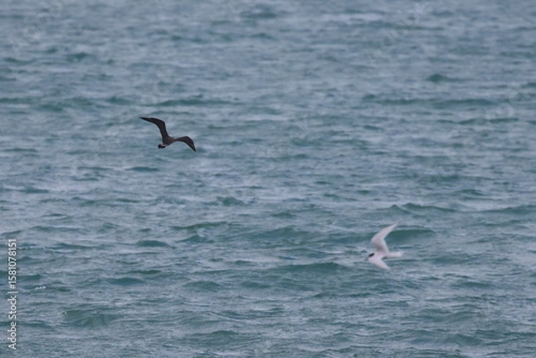Obraz parasitic jaeger