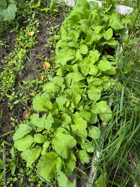 Fototapeta A raised bed with various crops. The bed is unweeded, many weeds growing.