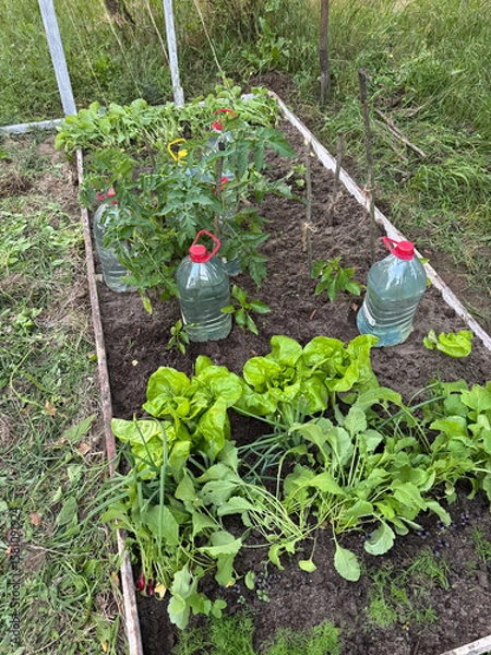 Fototapeta A raised bed with various crops. The bed is weeded, weeds removed. Plastic bottles are standing for drip irrigation.