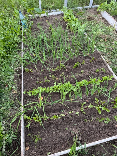 Fototapeta A raised bed with various crops. The bed is weeded, weeds removed.