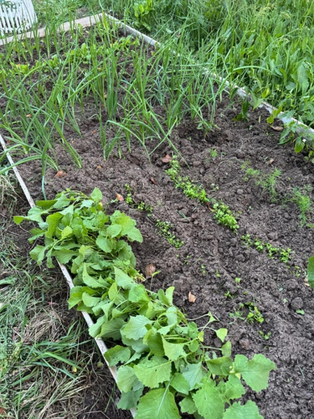Fototapeta A raised bed with various crops. The bed is weeded, weeds removed.