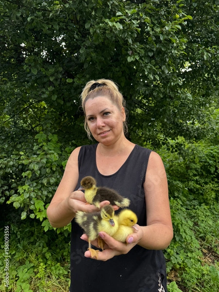 Fototapeta A woman holds several ducklings in one hand. Holds one in her other hand and shows it to the camera. Backyard poultry farming.