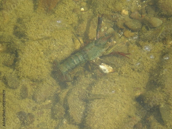 Obraz Crayfish