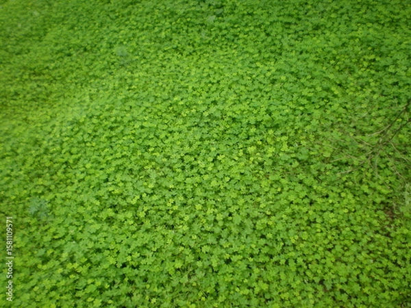 Obraz Four-leaf clovers