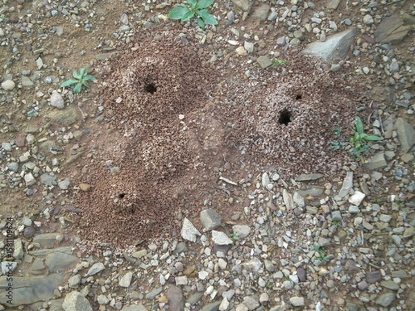 Obraz Ant Nest
