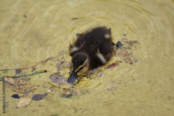 Obraz A shot from above of a young duckling, Anas platyrhynchos, swimming in shallow water with yellow sandy underground, dry leaves floating and ripples forming circles around him. 