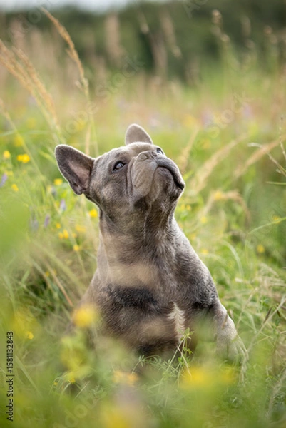 Fototapeta French bulldog sitting in a meadow