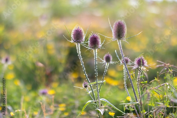 Fototapeta Wild teasel with soft flower meadow bokeh