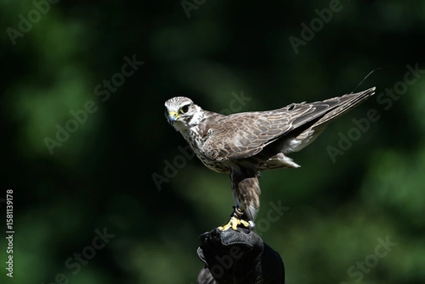 Fototapeta Saker falcon falconry,