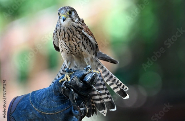 Fototapeta Common kestrel falconry theme