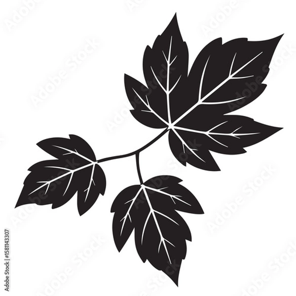 Fototapeta Vector art of a silhouette of a maple leaf branch isolated on white background