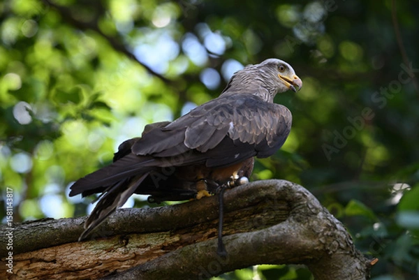 Fototapeta Black kite