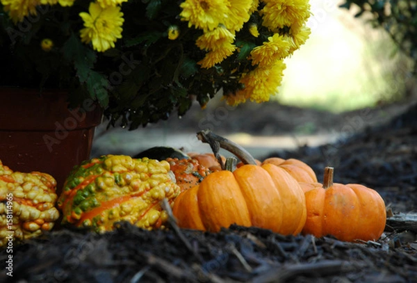 Fototapeta Pumpkin Path