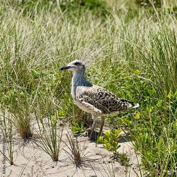 Fototapeta Juvenile gull standing in coastal dune grass on bright summer day - Wildlife Tranquility Collection