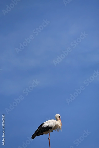 Obraz A shot of a white stork, Ciconia ciconia, against a blue sky on a sunny day. Photo with copy-space. 