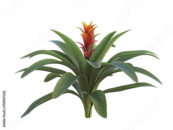 Obraz A Bromelia Guzmania with a red orange flower on isolated background. 3D illustration. 